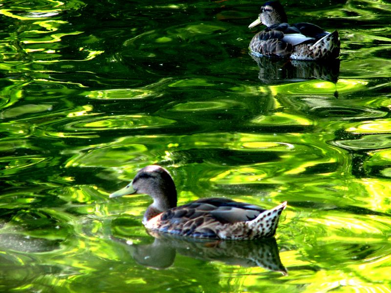 Enten im Teich von Laxenburg