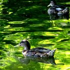 Enten im Teich von Laxenburg