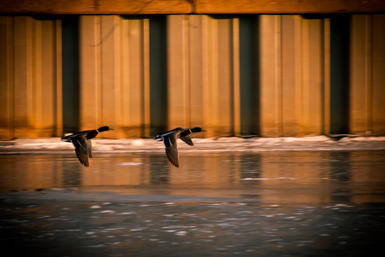 Enten im Tiefflug