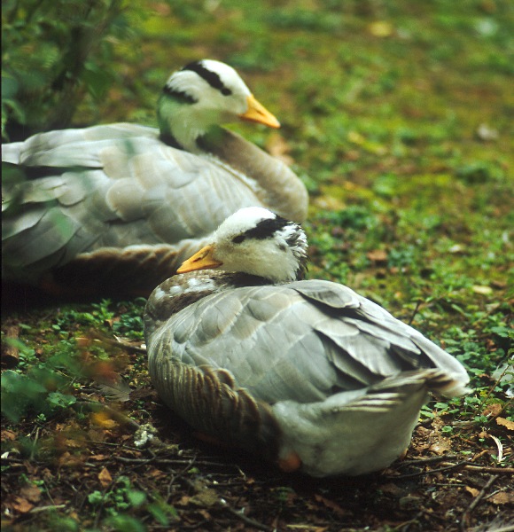 Ente(n) im Tierpark Petermoor III