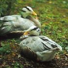 Ente(n) im Tierpark Petermoor III