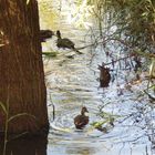 Enten im Wasser