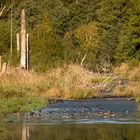 Enten im Wasser