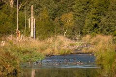 Enten im Wasser