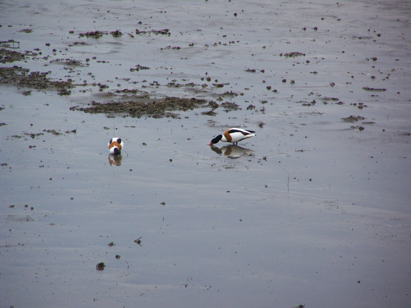 Enten im Watt