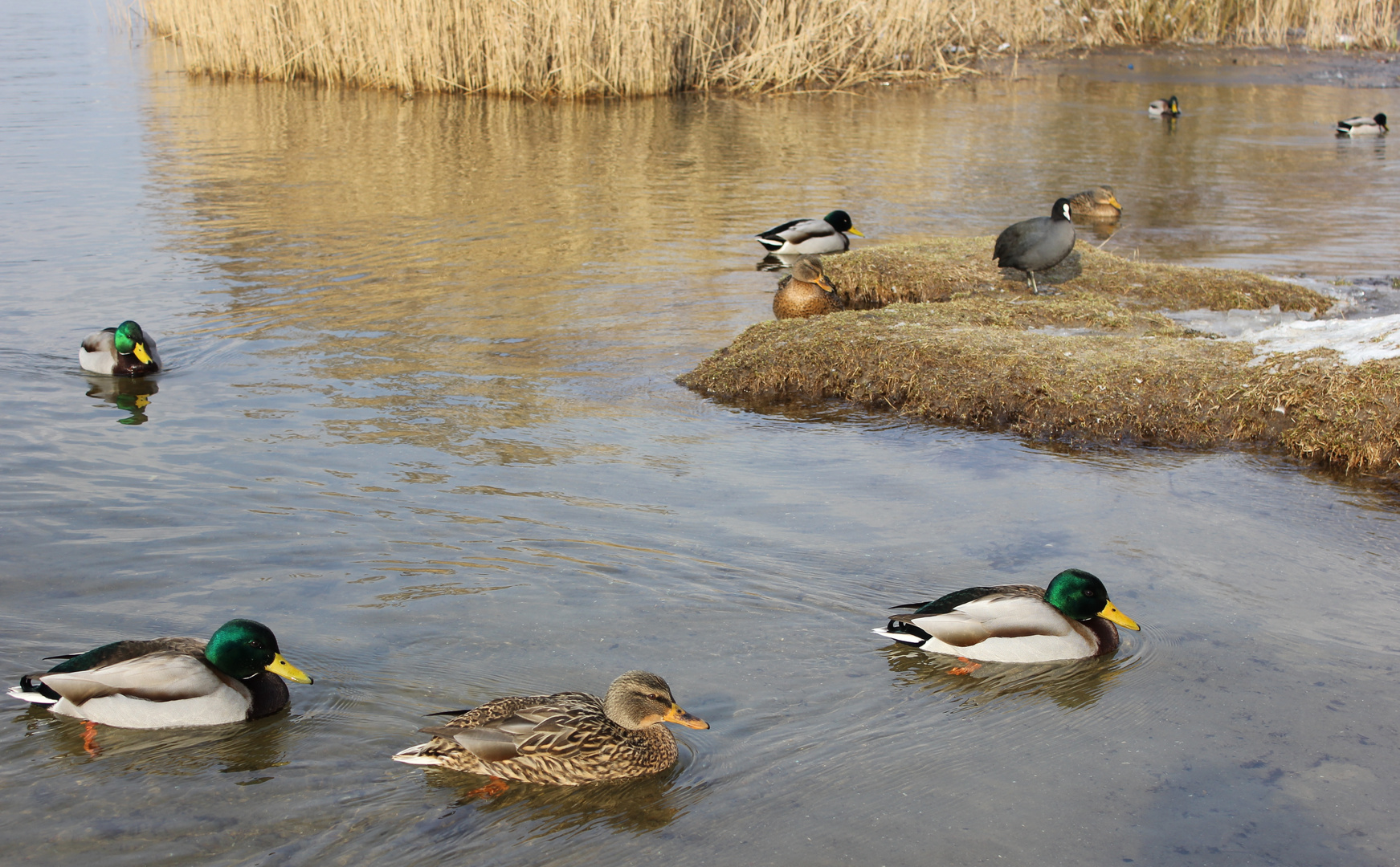 Enten im Winter