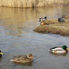 Enten im Winter