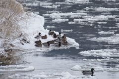 Enten im Winter