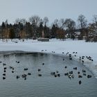 Enten im Winter