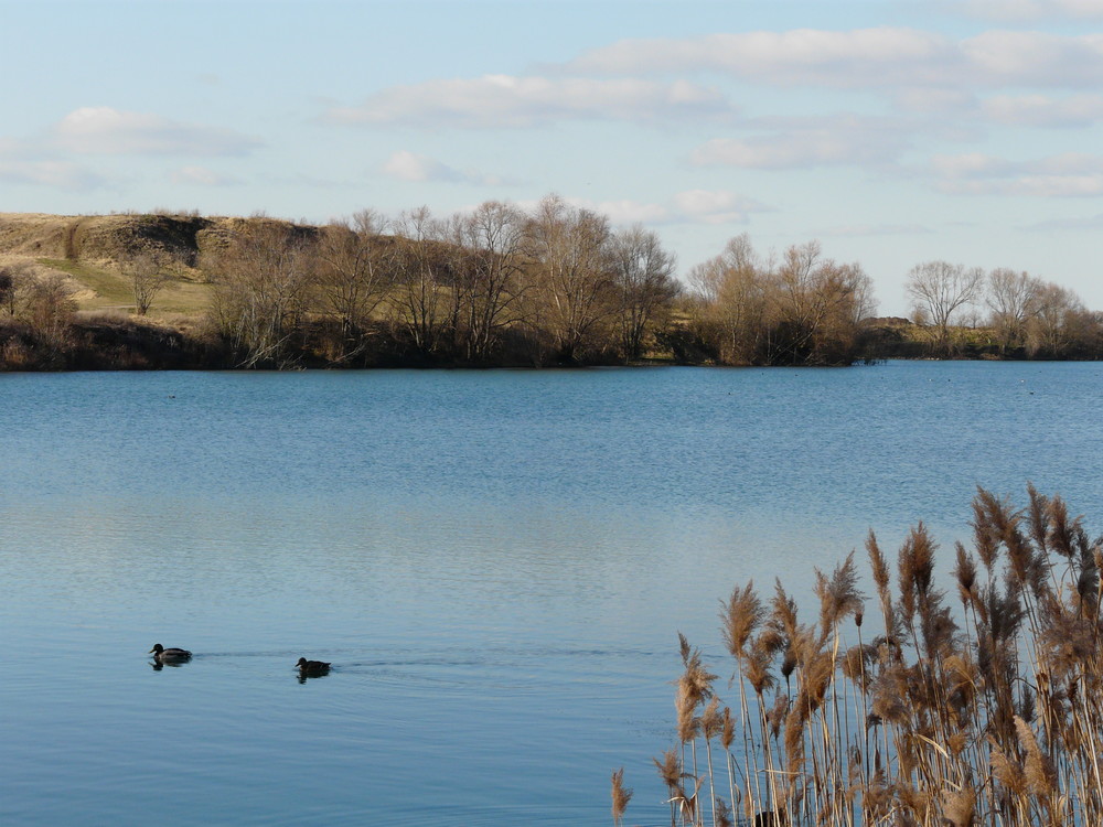 Enten im Winter.