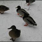 Enten im winterlichen Teich