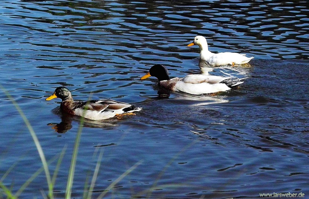 Enten im Wörlitzer Park