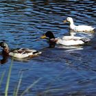 Enten im Wörlitzer Park