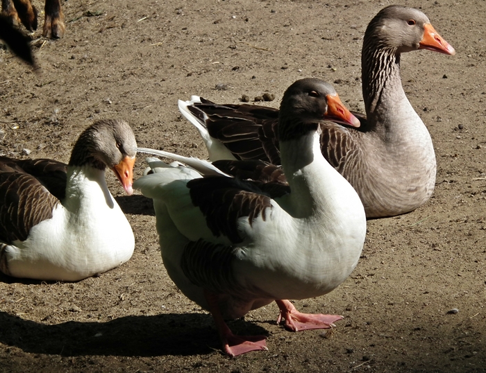 Enten im Zoo