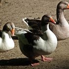 Enten im Zoo