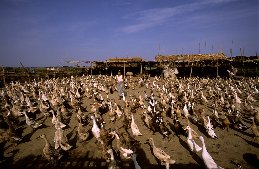 Enten in Amarapura