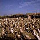 Enten in Amarapura