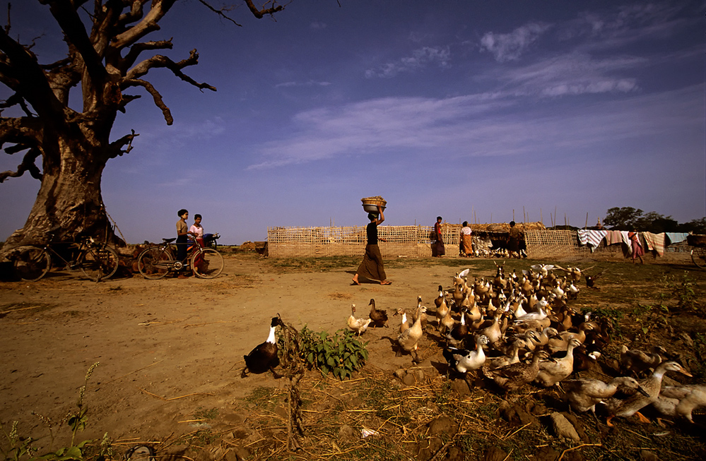 Enten in Amarapura