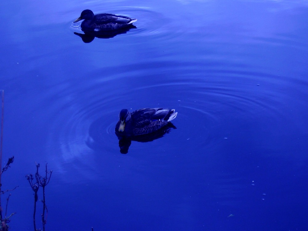 Enten in Blau