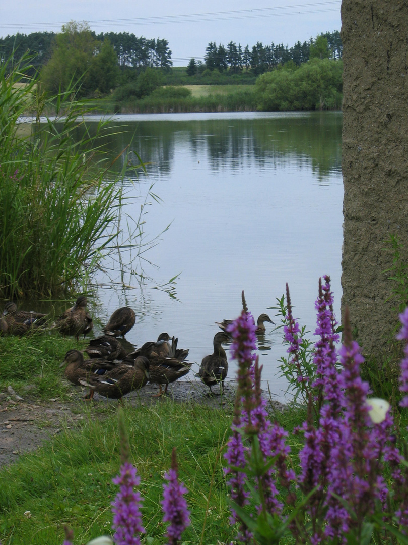 Enten in CZ