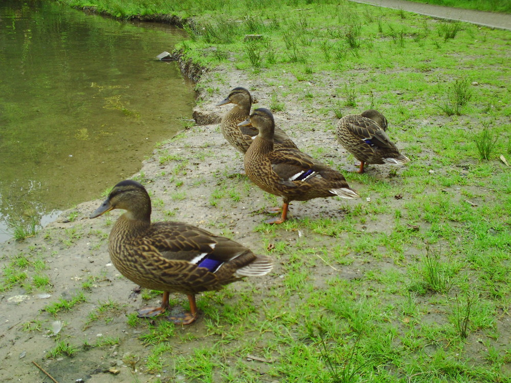 Enten in Dellbrück