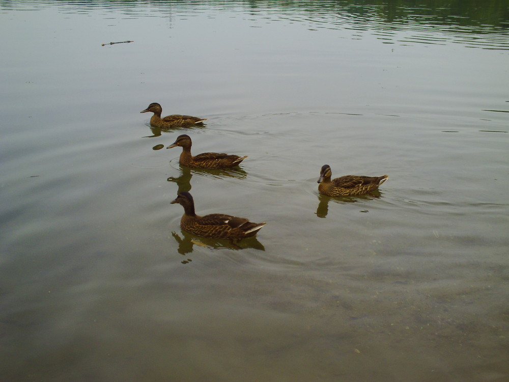 Enten in Dellbrück 2