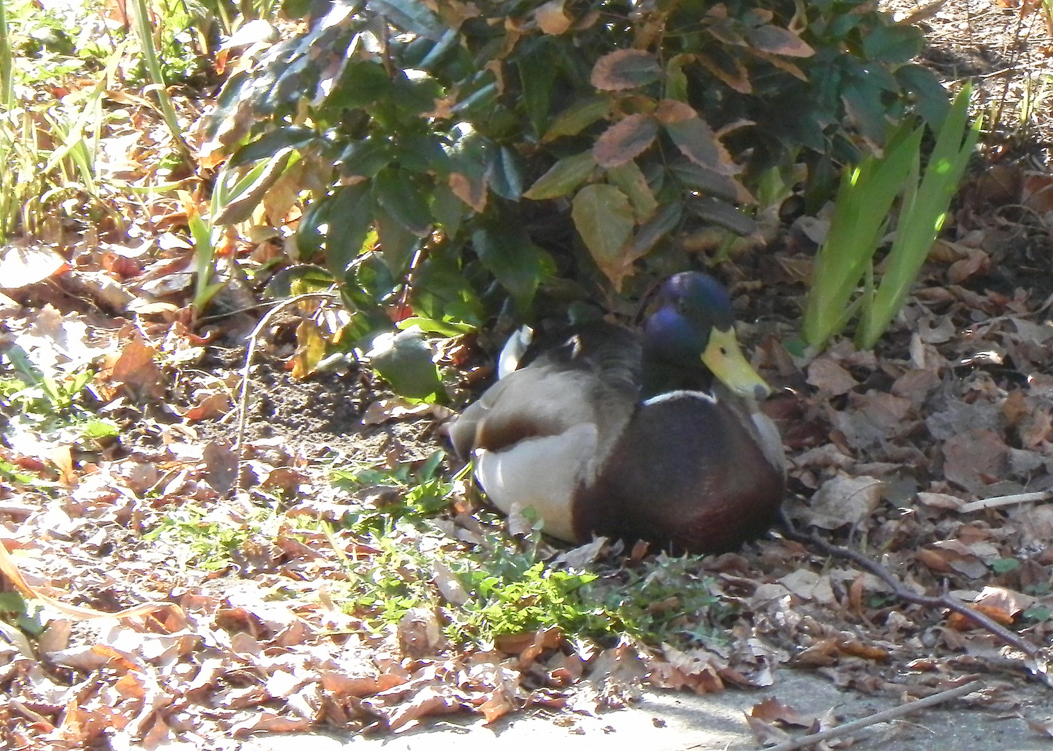 Enten in den Mund gelegt Teil 1