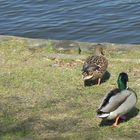 Enten in den Mund gelegt Teil 3