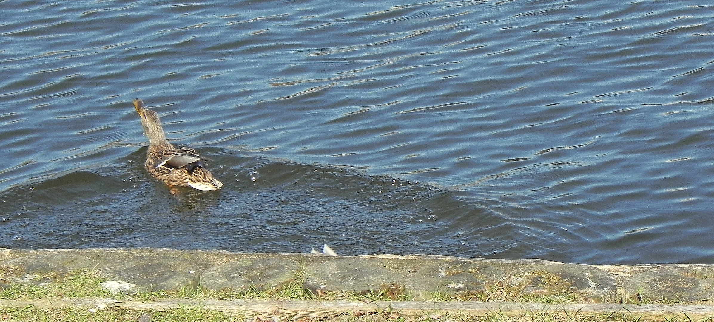 Enten in den Mund gelegt Teil 4