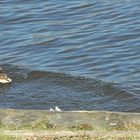 Enten in den Mund gelegt Teil 4