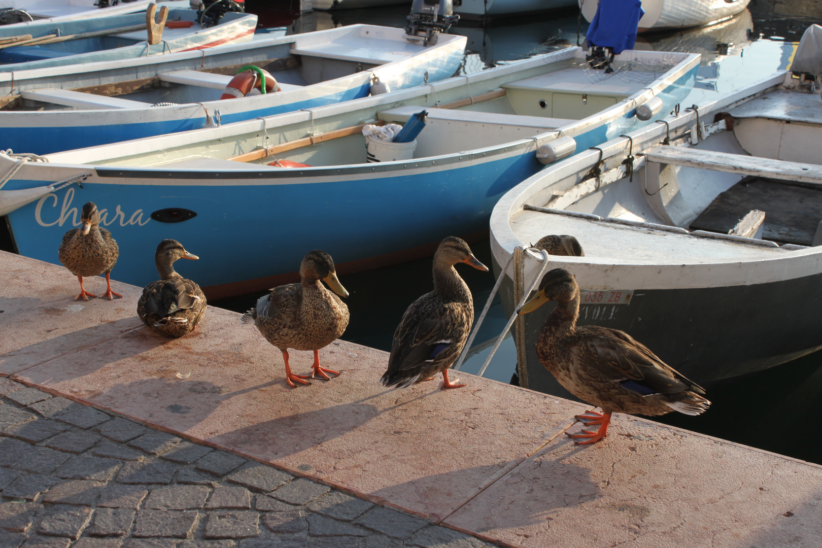 Enten in der Abendsonne