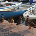 Enten in der Abendsonne