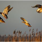 Enten in der Abendsonne..