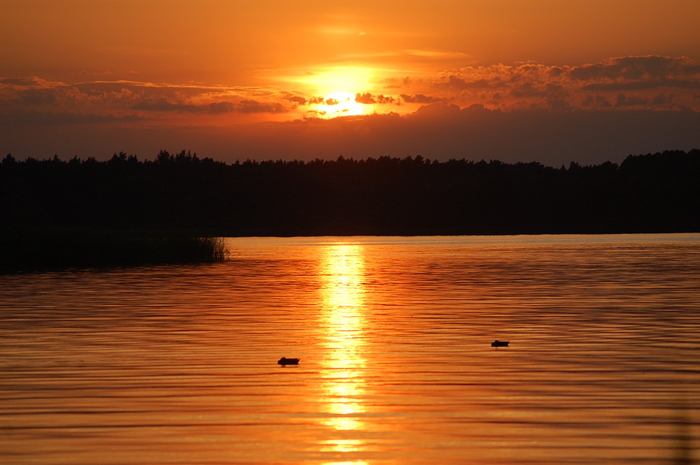 Enten in der Abendsonne