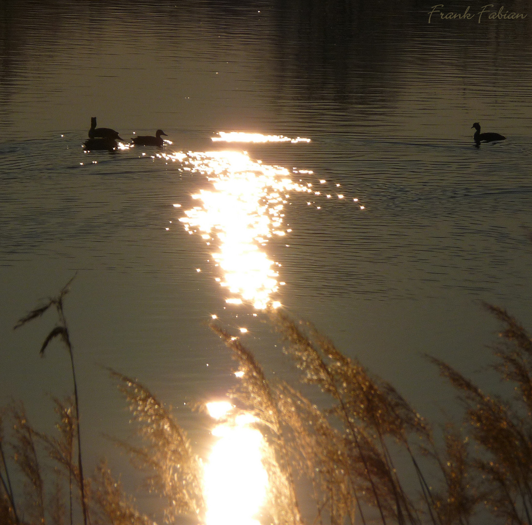 Enten in der Abendsonne