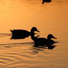 Enten in der Dämmerung