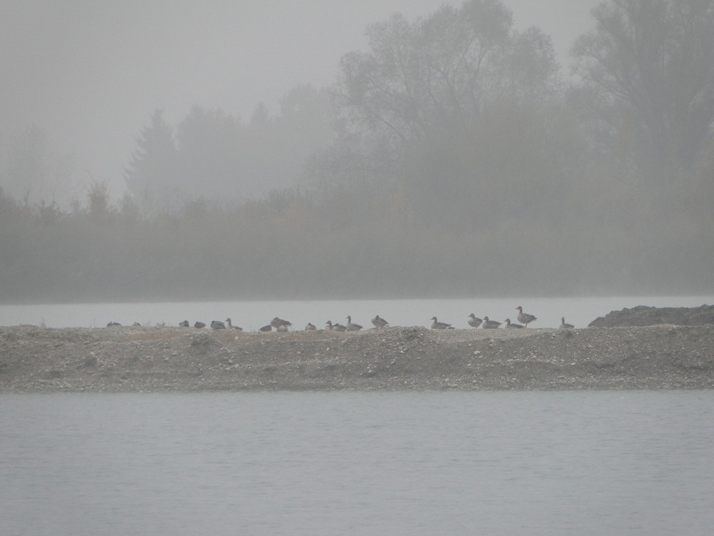 Enten in der Dämmerung