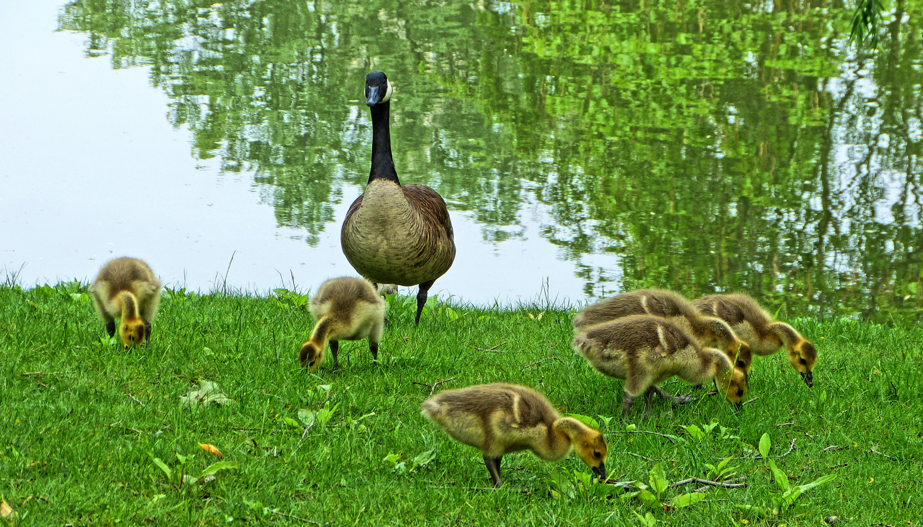 enten in der großstadt