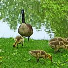 enten in der großstadt