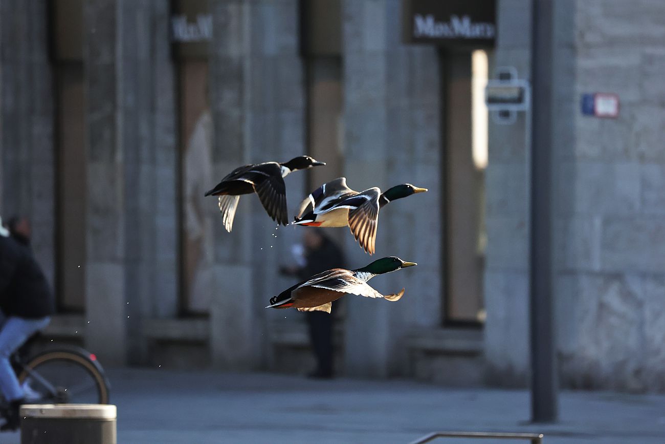 Enten in der Großstadt