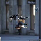 Enten in der Großstadt