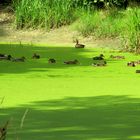 Enten in der Grütze