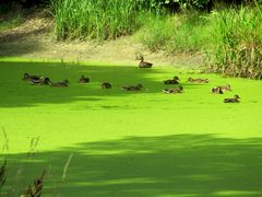 Enten in der Grütze