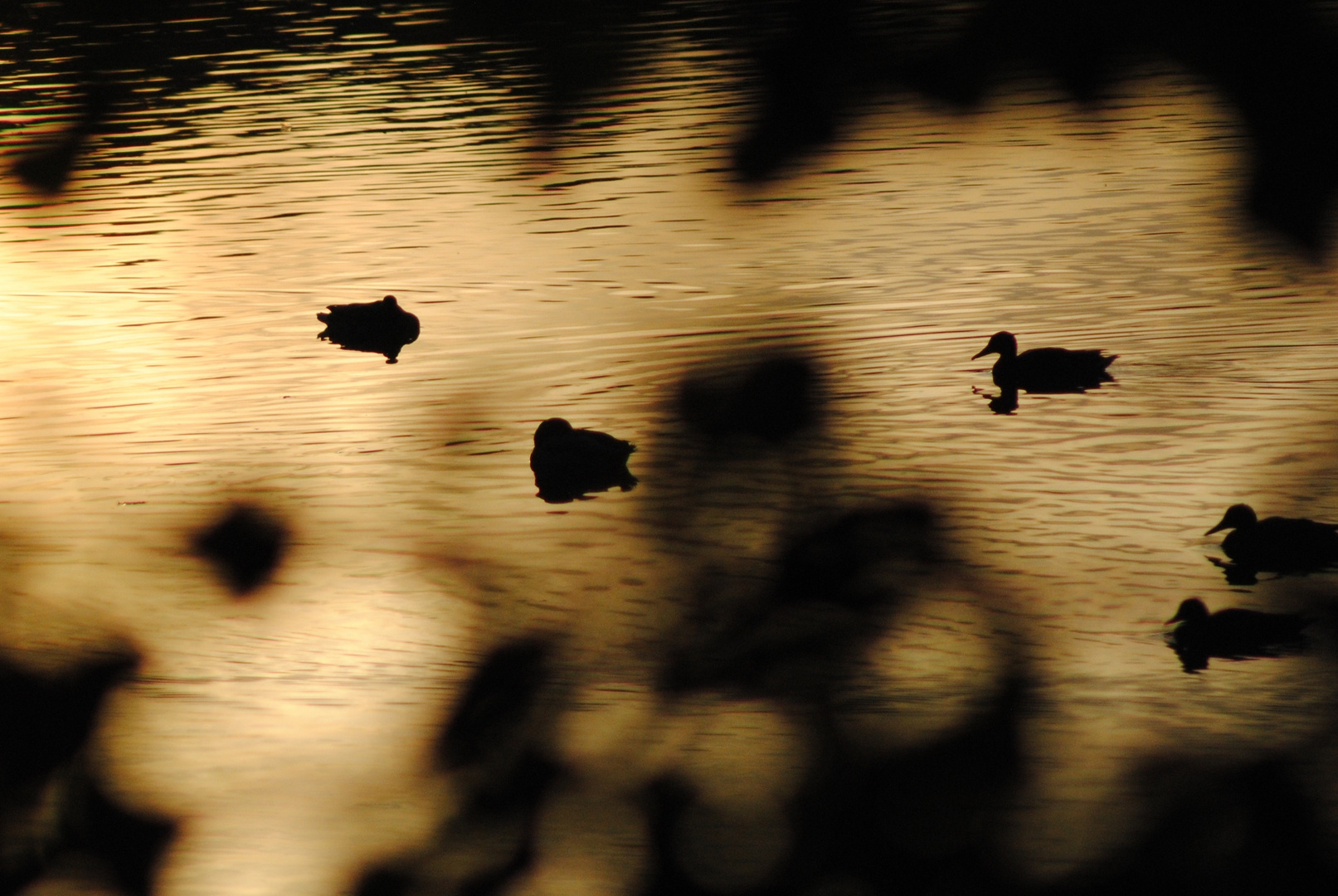 Enten in der Herbstsonne