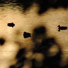 Enten in der Herbstsonne