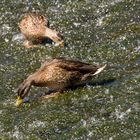 Enten in der Lahn bei Wetzlar