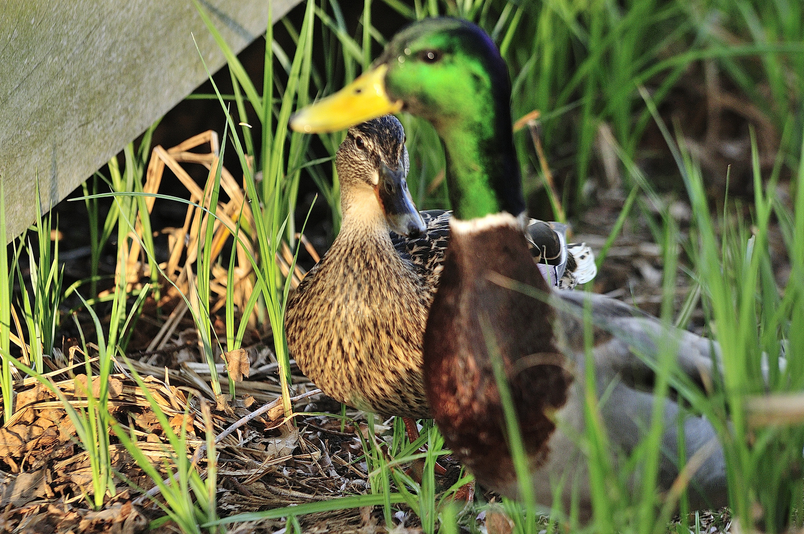 Enten in der Sonne 1