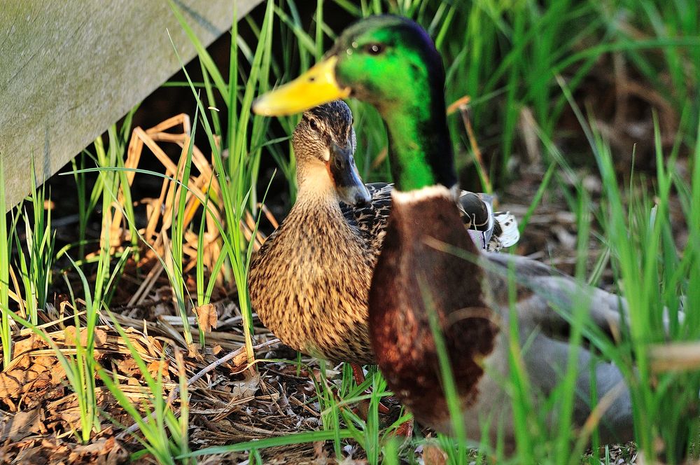 Enten in der Sonne 1