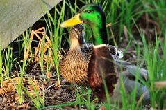 Enten in der Sonne 1