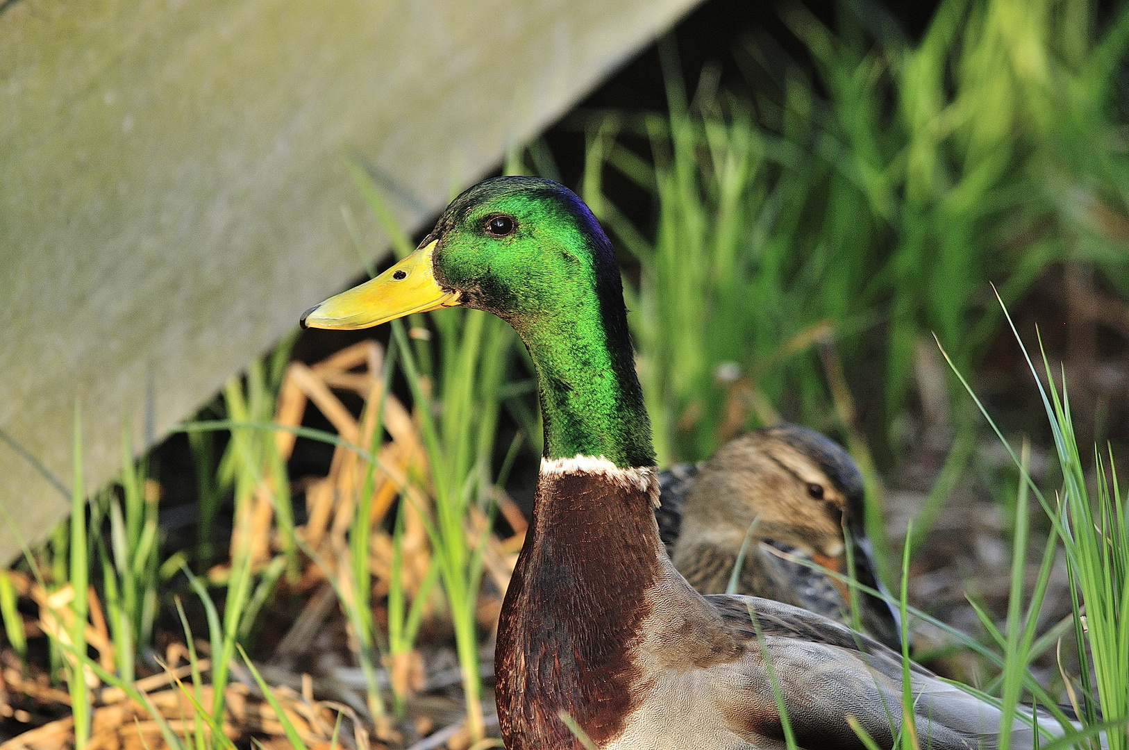 Enten in der Sonne 2